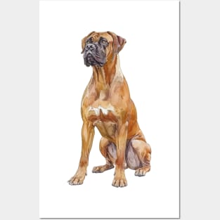 Boerboel Posters and Art